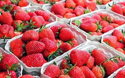 Recoge tus propias fresas en Viena